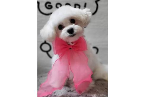 販売中の東京都のミックス犬-388678の2枚目