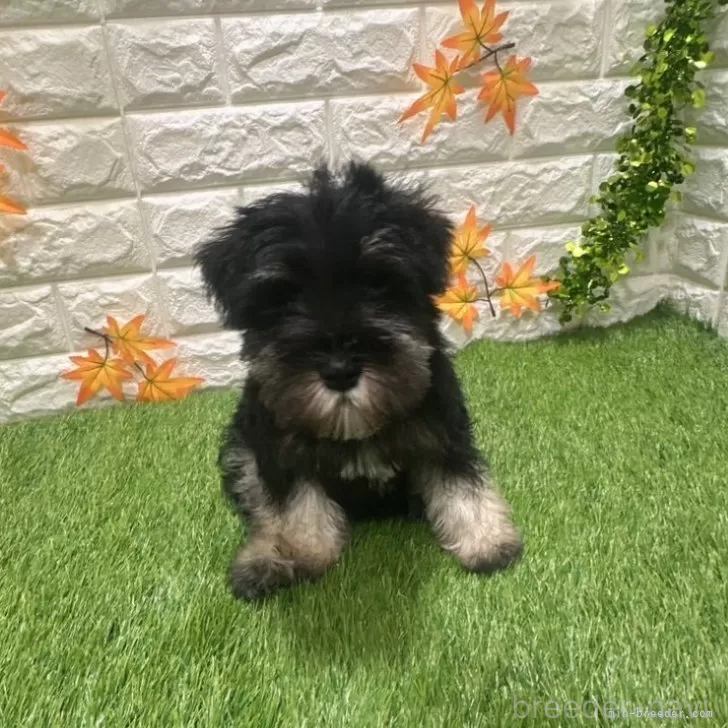 成約済の愛知県のミニチュアシュナウザー-385245の1枚目