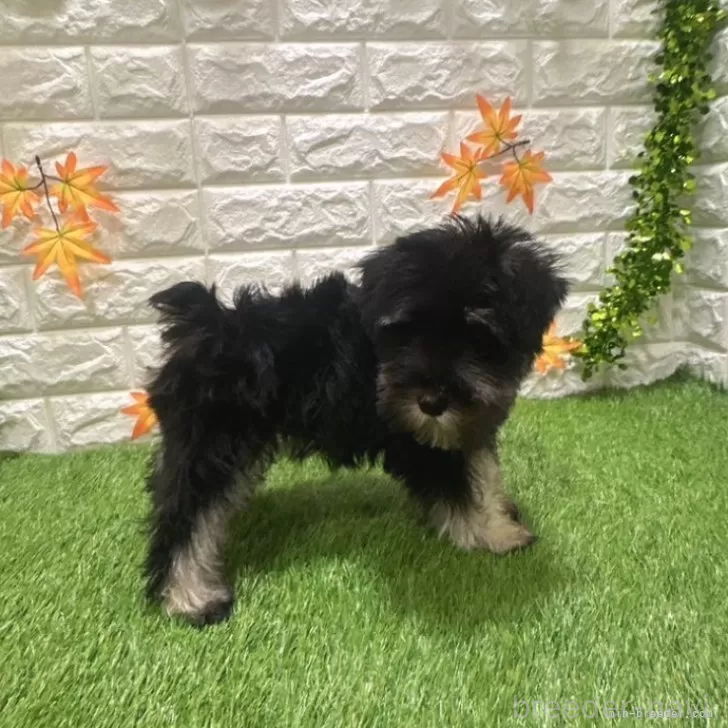 成約済の愛知県のミニチュアシュナウザー-385245の5枚目