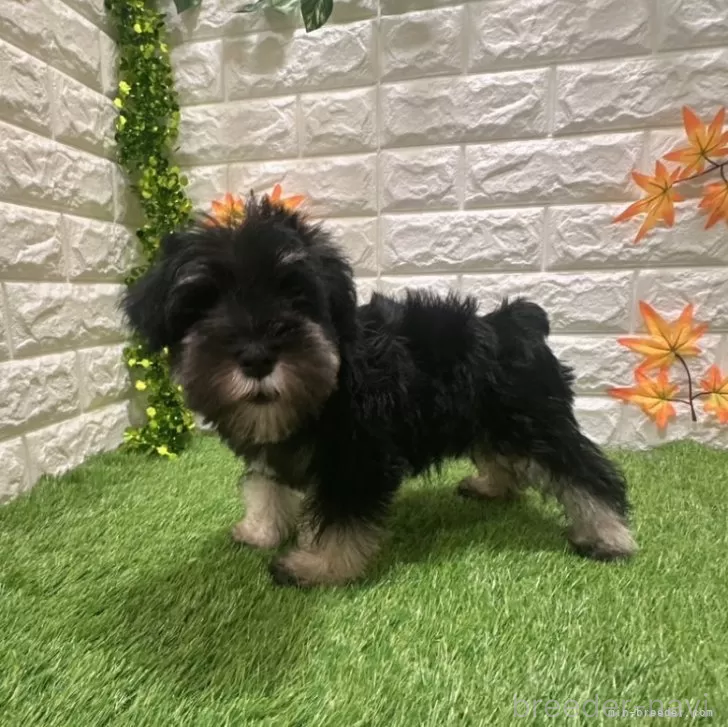 成約済の愛知県のミニチュアシュナウザー-385245の4枚目