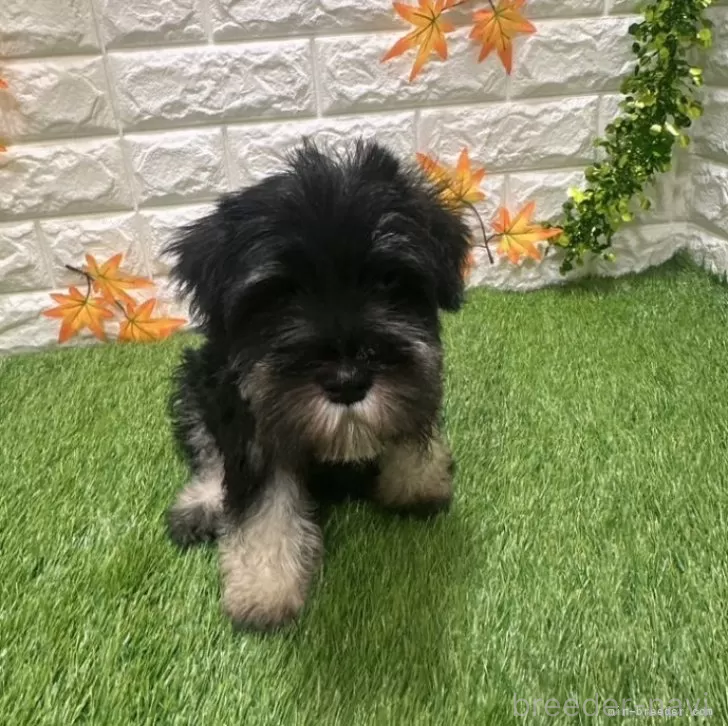 成約済の愛知県のミニチュアシュナウザー-385245の3枚目