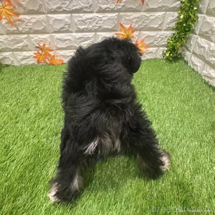 成約済の愛知県のミニチュアシュナウザー-385245の2枚目