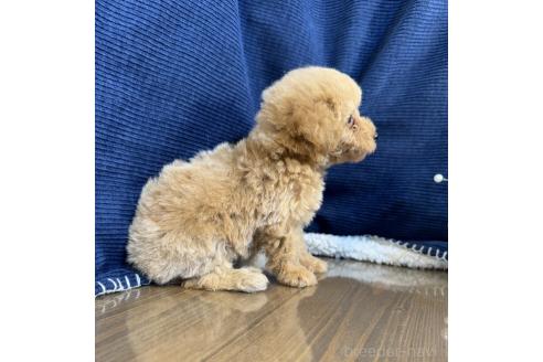 販売中の茨城県のトイプードル-388680の4枚目
