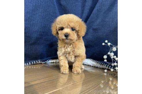 販売中の茨城県のトイプードル-388681の5枚目