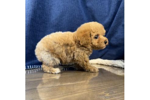 販売中の茨城県のトイプードル-388681の4枚目