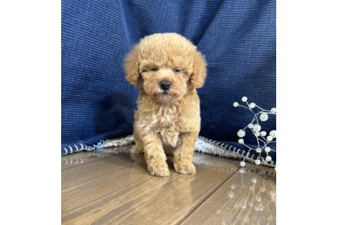 販売中の茨城県のトイプードル-388681の2枚目