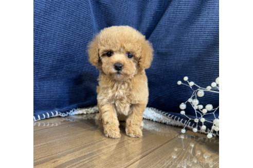 販売中の茨城県のトイプードル-388681の3枚目