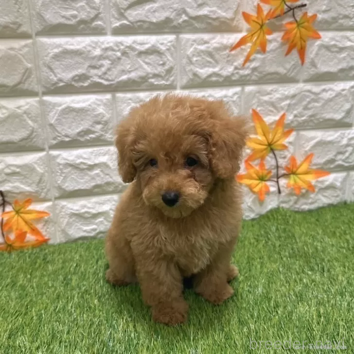 成約済の愛知県のトイプードル-386663