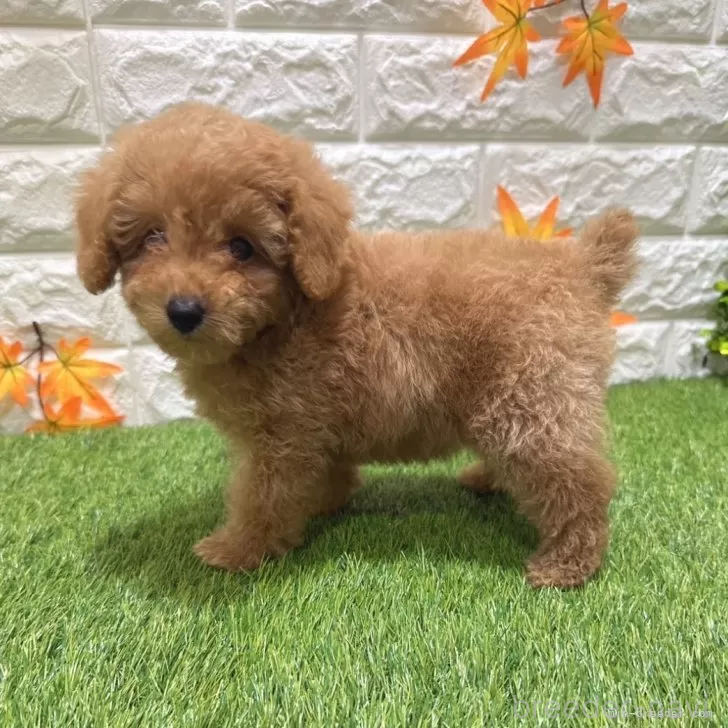 成約済の愛知県のトイプードル-386663の5枚目