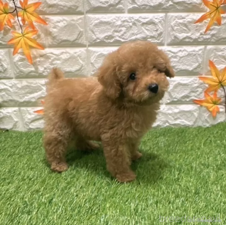 成約済の愛知県のトイプードル-386663の4枚目