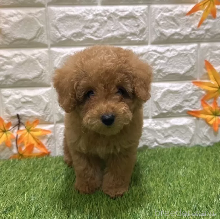 成約済の愛知県のトイプードル-386663の3枚目