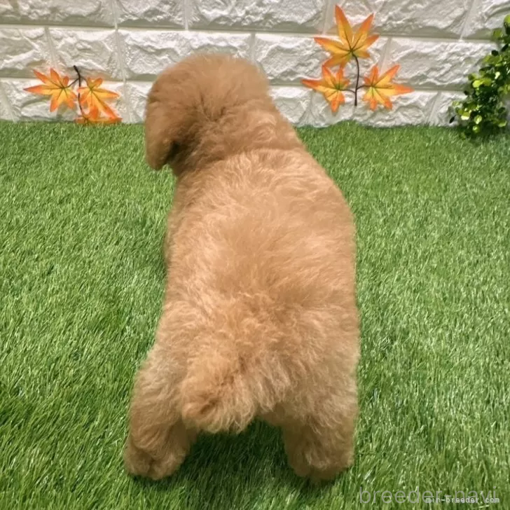 成約済の愛知県のトイプードル-386663の2枚目