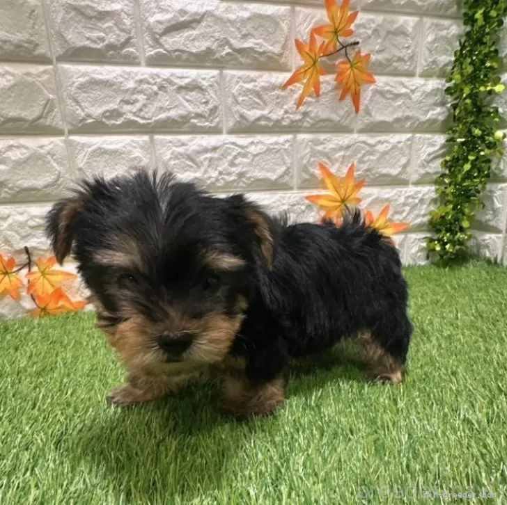 成約済の愛知県のヨークシャーテリア-387502の5枚目