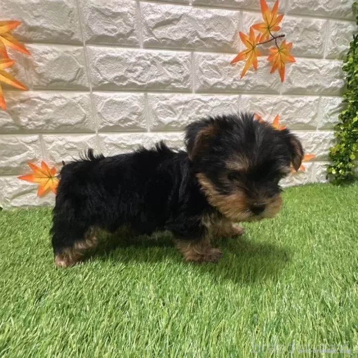 成約済の愛知県のヨークシャーテリア-387502の4枚目