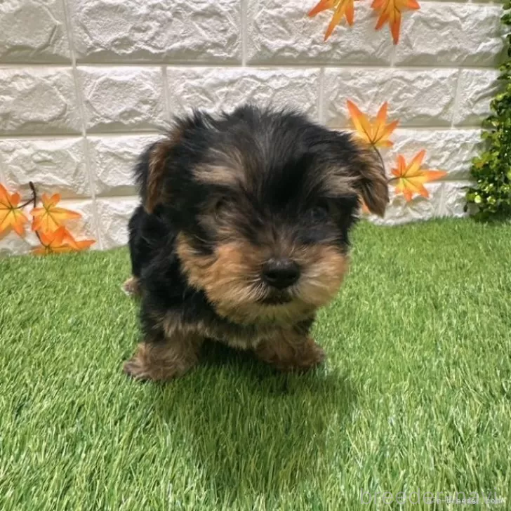 成約済の愛知県のヨークシャーテリア-387502の3枚目