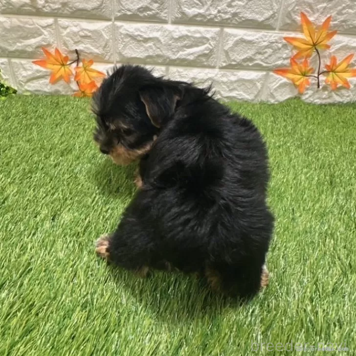 成約済の愛知県のヨークシャーテリア-387502の2枚目