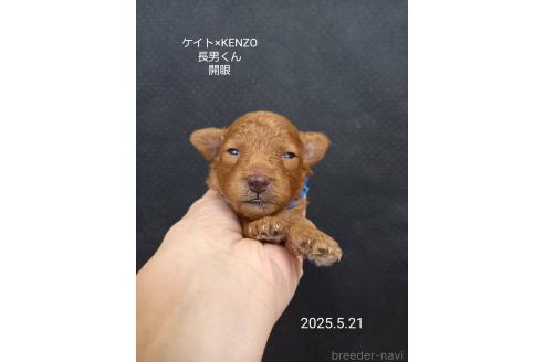 成約済の大阪府のタイニープードル-386541の5枚目