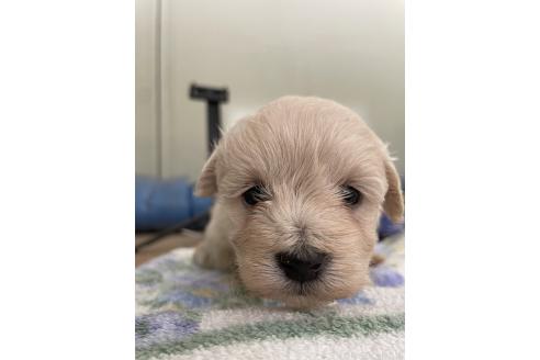 販売中の栃木県のマルプー:マルチーズ×トイプードル-387193