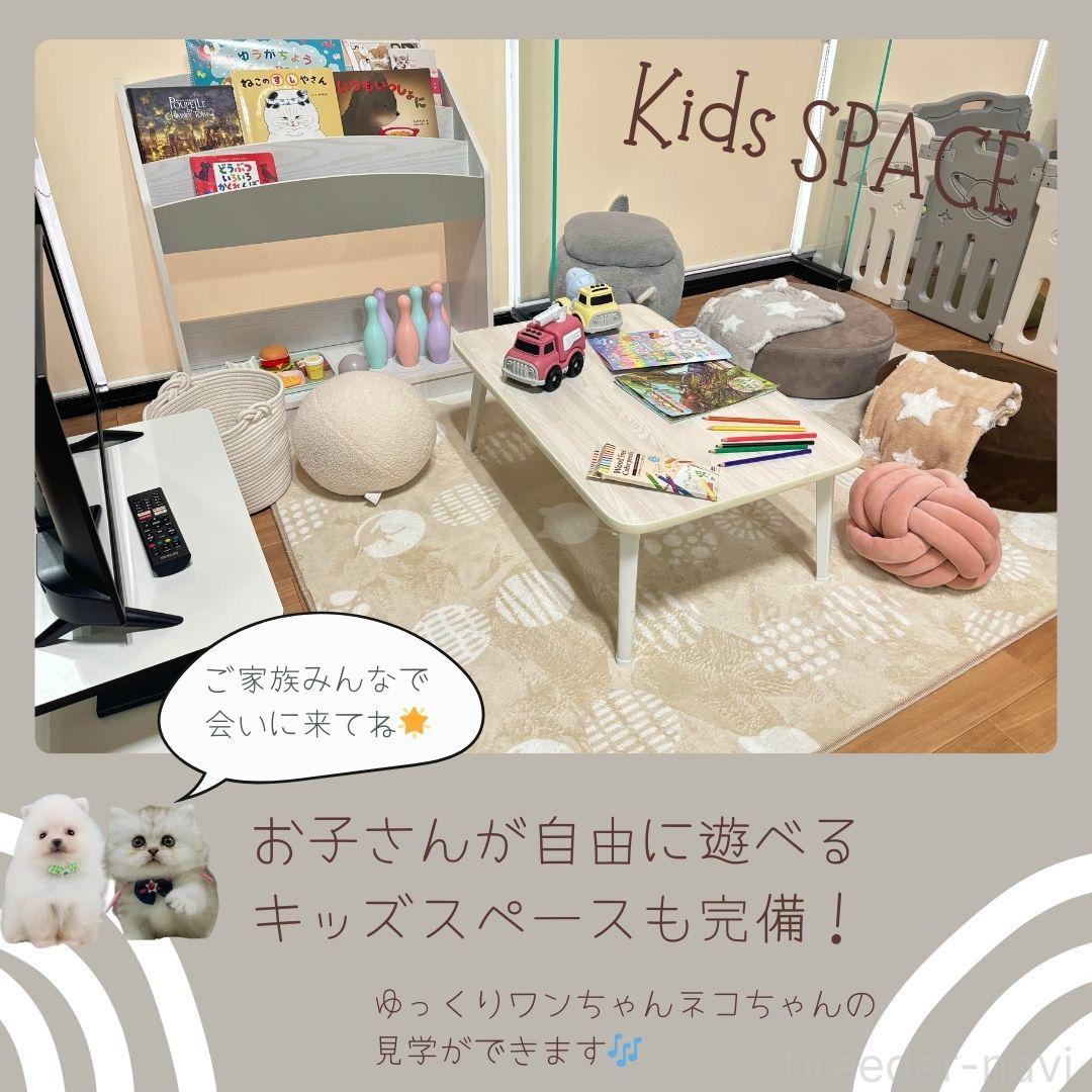 販売中の神奈川県のミニチュアダックスフンド(ロングヘアード)-388532の3枚目