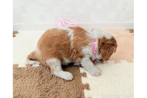 成約済の埼玉県のキャバリアキングチャールズスパニエル-387735の5枚目