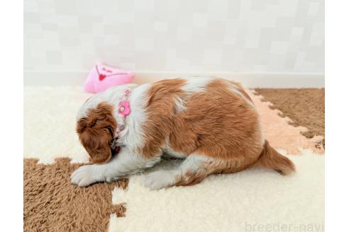 成約済の埼玉県のキャバリアキングチャールズスパニエル-387735の3枚目