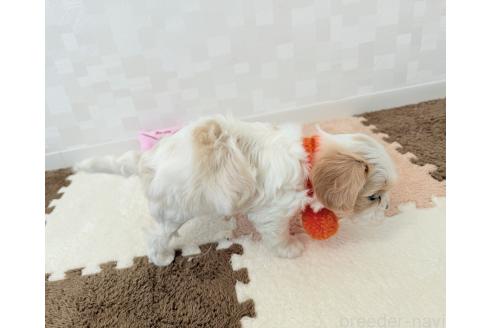 成約済の埼玉県のキャバマル:キャバリア×マルチーズ-386357の4枚目