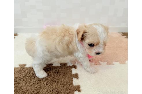 成約済の埼玉県のキャバマル:キャバリア×マルチーズ-386358の6枚目