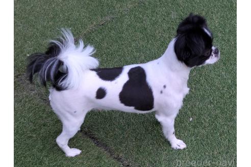 販売中の茨城県のミックス犬-388702の3枚目