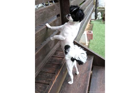 販売中の茨城県のミックス犬-388702の2枚目