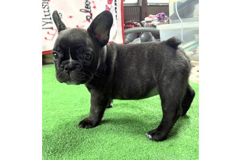 販売中の愛媛県のフレンチブルドッグ-384464の32枚目