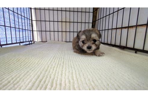 販売中の茨城県のチワマル:チワワ×マルチーズ-388709の4枚目