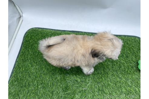 成約済の愛知県のチワマル:チワワ×マルチーズ-388707の2枚目