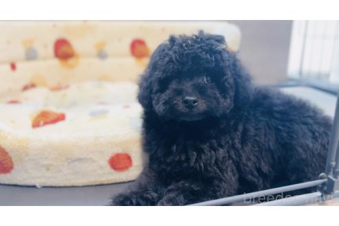 販売中の福岡県のタイニープードル-383367の7枚目