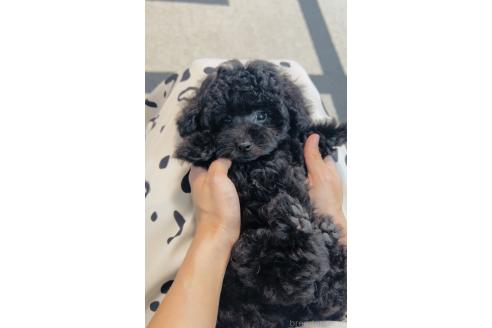販売中の福岡県のタイニープードル-383367の6枚目