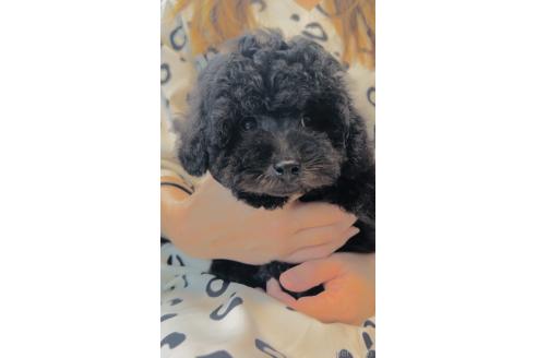 販売中の福岡県のタイニープードル-383367の4枚目