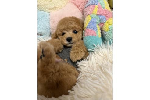 販売中の山形県のトイプードル-381864の5枚目