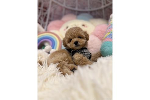 成約済の山形県のトイプードル-381867の4枚目