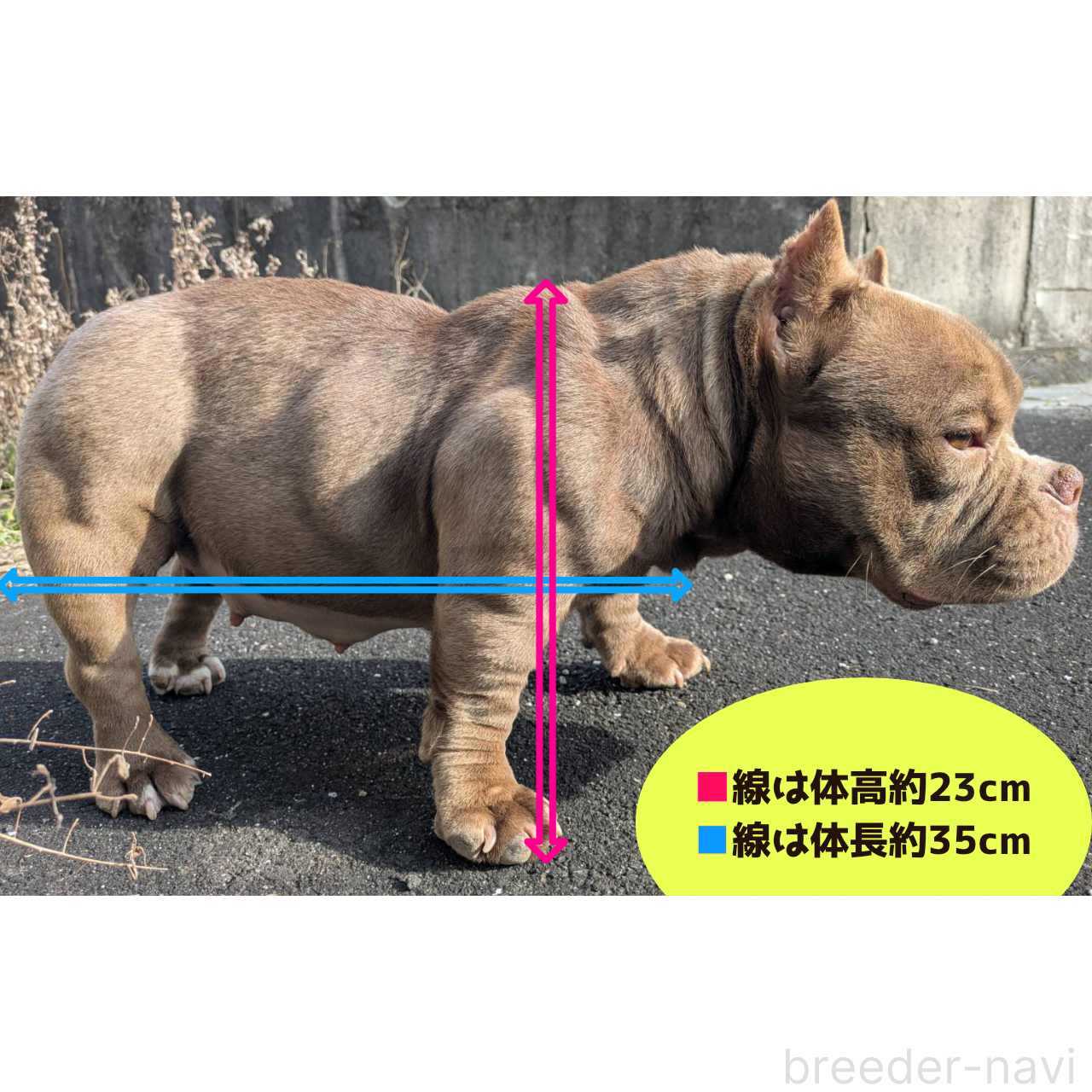 Bettyちゃん1枚目