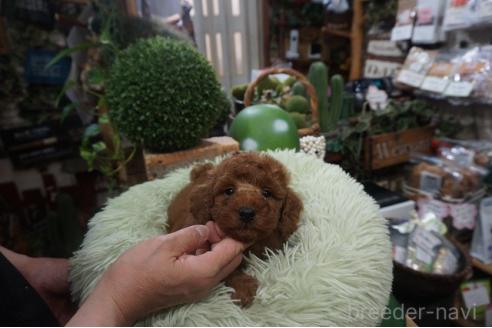 販売中の京都府のチワプー:チワワ×トイプードル-388731の3枚目