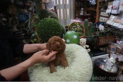 販売中の京都府のチワプー:チワワ×トイプードル-388740の5枚目