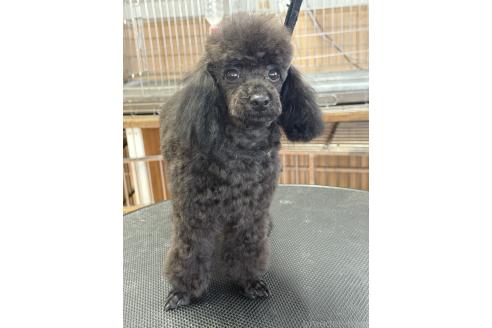 販売中の栃木県のティーカッププードル-361935の9枚目