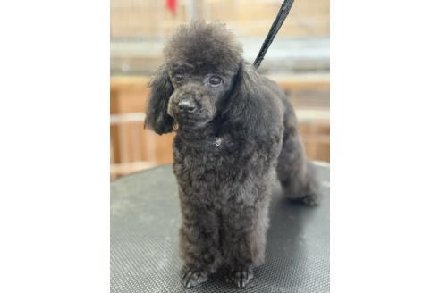 販売中の栃木県のティーカッププードル-361935の7枚目