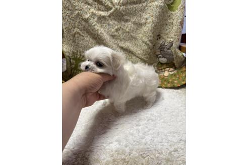 販売中の山形県のマルチーズ-383477の3枚目