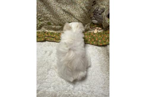 販売中の山形県のマルチーズ-383477の2枚目
