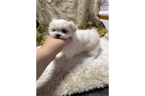 成約済の山形県のマルチーズ-383480の2枚目