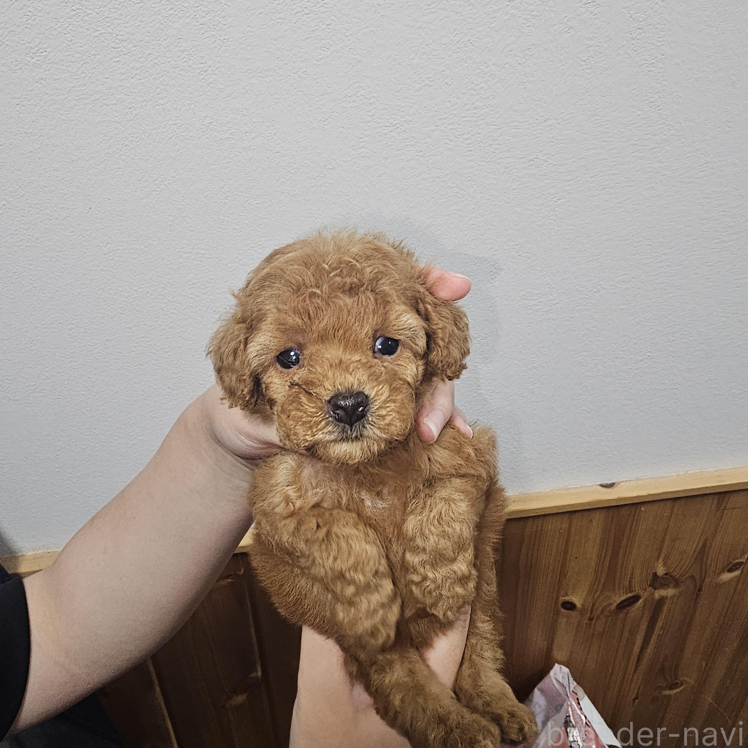 販売中の埼玉県のティーカッププードル-388728の11枚目