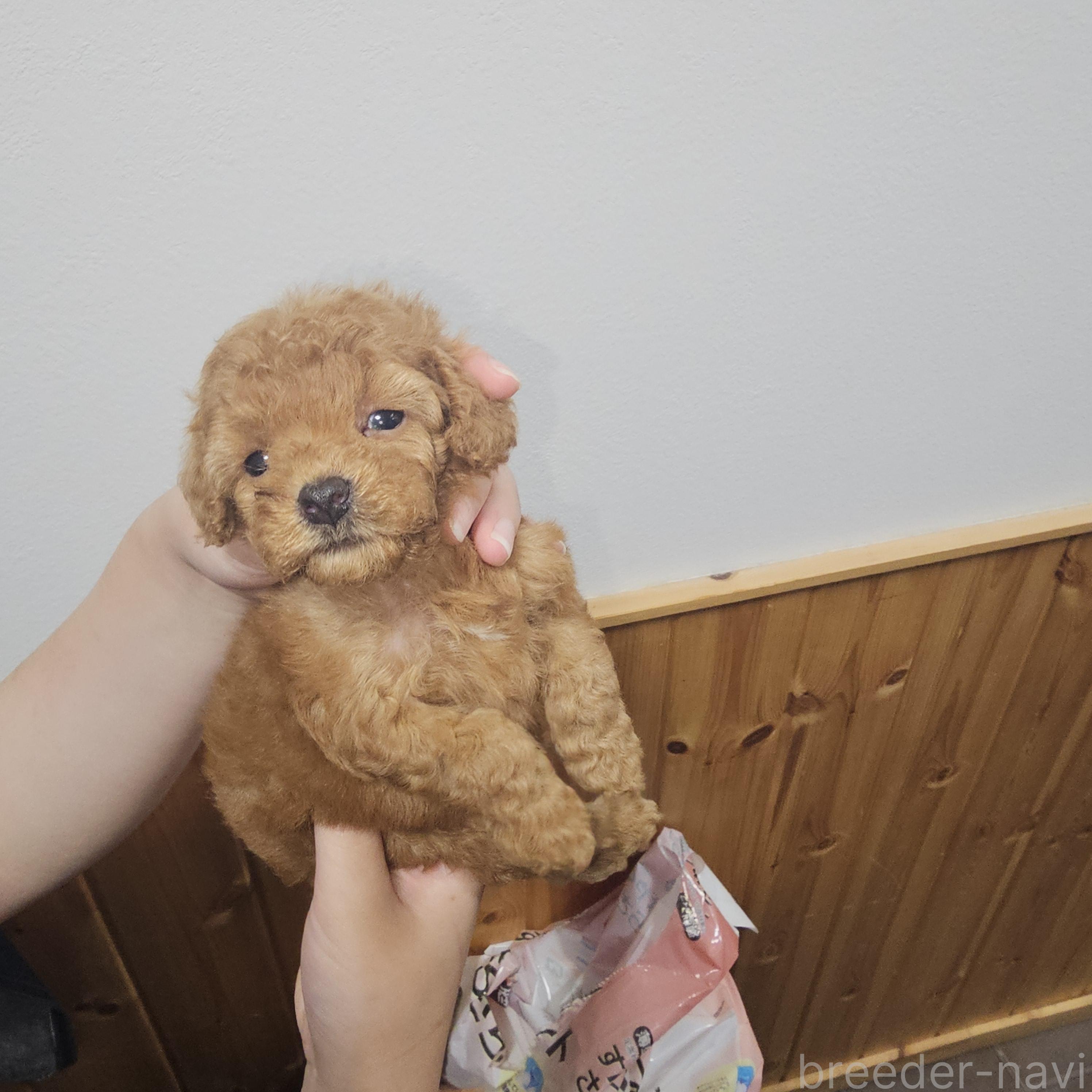 販売中の埼玉県のティーカッププードル-388728の10枚目