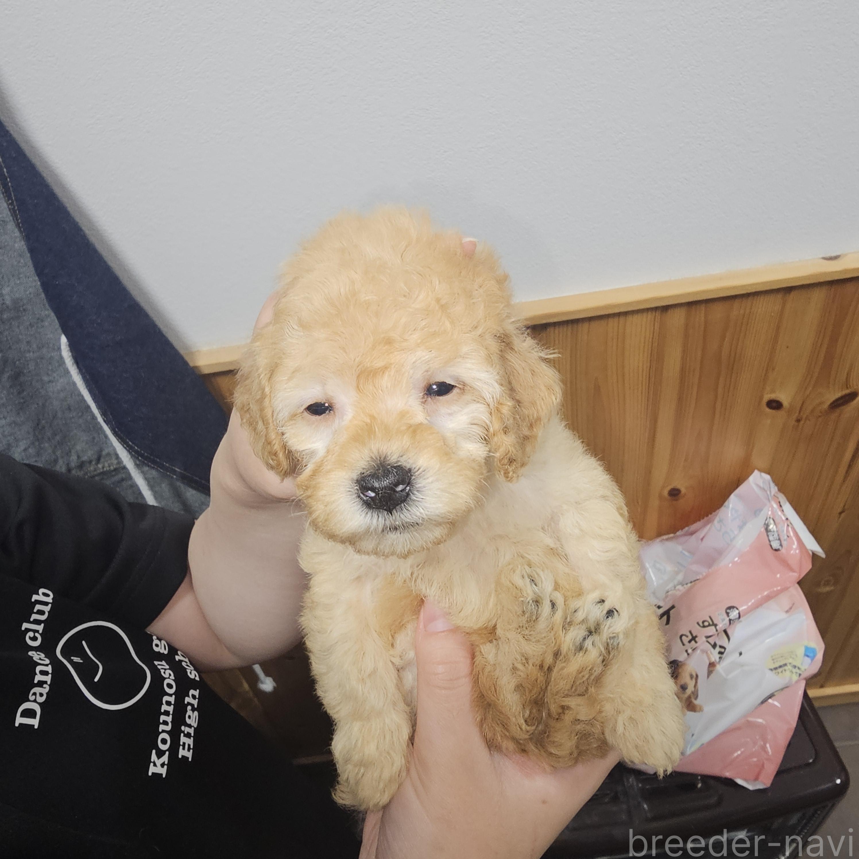 販売中の埼玉県のティーカッププードル-388756の7枚目
