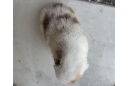販売中の山梨県のオーストラリアンシェパード-381481の2枚目