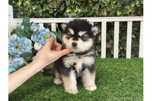 販売中の茨城県のアラスカンマラミュート-388761の6枚目